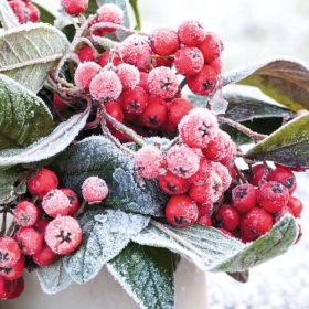 Frosted Berries Boxed Cards